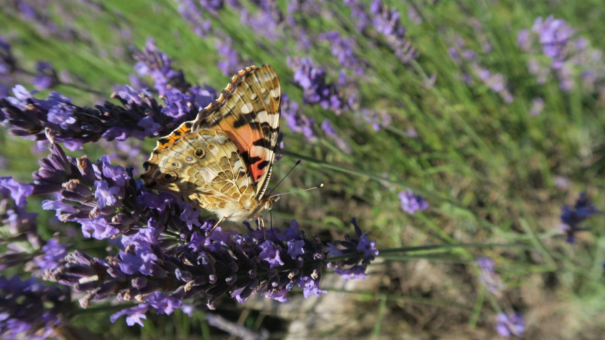 Serenite Verte A La Tuilerie Accommodation La Bazeuge Zewnętrze zdjęcie